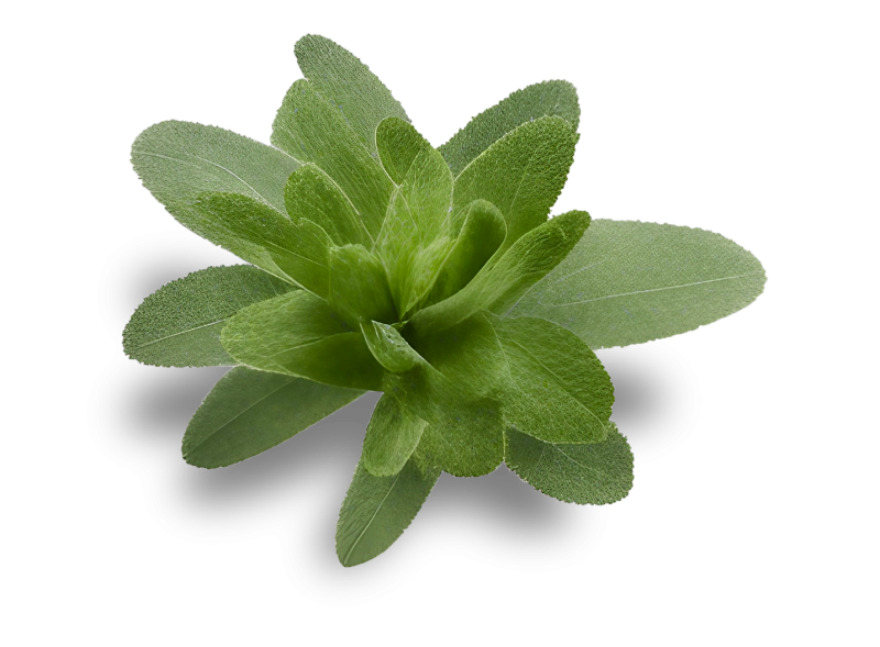 Au Refuge De Trappeur - Restaurant Sillé-le-Guillaume - bien manger CRISSE